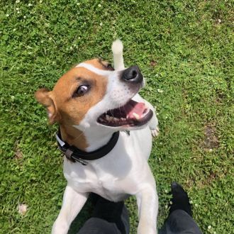 Inês Silveira - Entrenamiento de animales y modificación de la conducta (no caninos) - Avenidas Novas