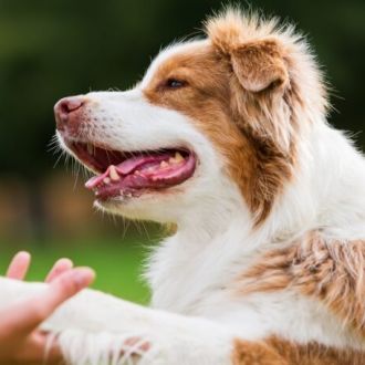 Dog Walkers.pt (Joyce Citty) - Pet Sitting e Pet Walking - pavoadelanhoso