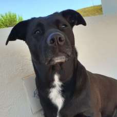 Ricardo Jorge - Hotel e Creche para Animais - Seixal