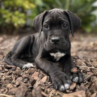 Chalé Dog Lover - Hotel e Creche para Animais - Odivelas