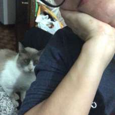 Ludmila - Hotel e Creche para Animais - Vila Verde