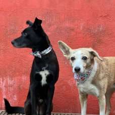 Dog Walker - Creche para Cães - Falagueira-Venda Nova