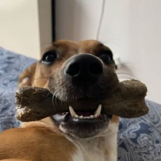 Leonor PetSitting - Pet Sitting - Benfica