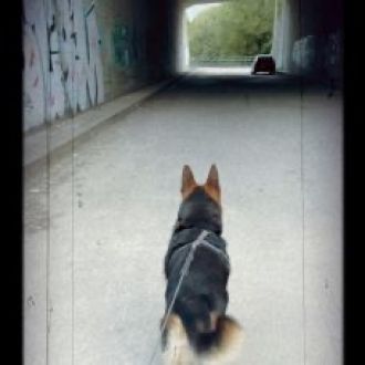 Luisa - Dog Walking - Louro