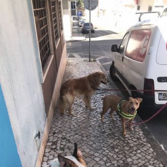 EmaAlmeida - Dog Walking - Mina de Água