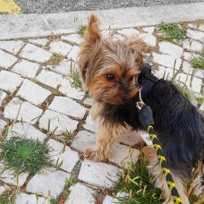 Catarina Alves - Pet Sitting - Benfica