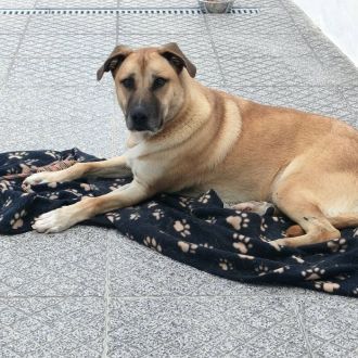 Telmo Rebelo - Pet Sitting e Pet Walking - São João da Madeira
