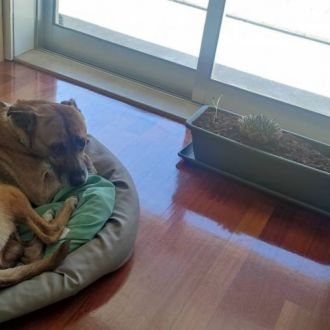 🐾 Cuidados Caninos Personalizados na Maia 🐾 - Dog Sitting - Nogueira e Silva Escura