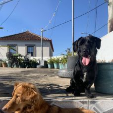 4PET - Pet Sitting e Pet Walking - Vila Nova de Gaia