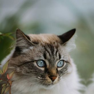 Priscila Pet sitter - Hotel para Cães - Ramalde