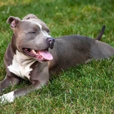 Paulo - Treino Animal e Modificação Comportamental (Não-canino) - Vialonga