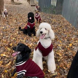 Dog Daycare - Cuidados para Animais de Estimação - Setúbal