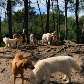 Conexão pet🐕‍🦺 - Treino de Cães - Cascais