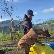 Bravoadestradorequipa - Treino de Cães - Aulas - Carnaxide e Queijas