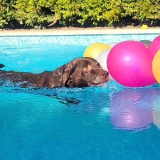 Pet Nanny - Esticar as patas, fazer amigos, apanhar bolas e mergulhar na piscina... - Treino de Cães - 1105