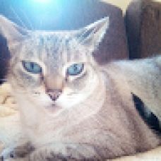 Vera Silva - Pet Sitting - Cidade da Maia