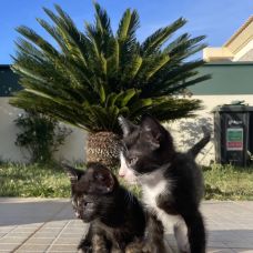 beatrizpetcare - Treino de Animais - castromarim