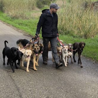 Joaosilva.dogtrainer - Treino de Animais - Pombal