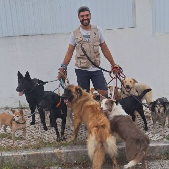 Joaosilva.dogtrainer - Treino de Animais - pedragaogrande