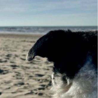 Cãominhada diária - Pet Sitting e Pet Walking - Matosinhos