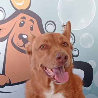 Sara - Cuidados para Animais de Estimação - Ovar