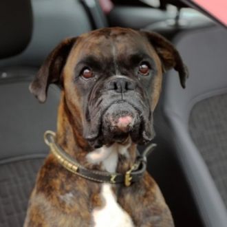 Transporte de animais de companhia - Motoristas - Setúbal