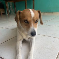 Marcos Rossi Pet Walker - Pet Sitting e Pet Walking - Barcelos