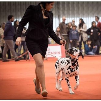 Júlia Matias - Modificação de Comportamento Animal - Marvila