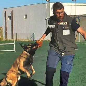 Daniel Mestre - Treinador  de cães (dm.treinadorcanino) - Treino de Cães - vidigueira