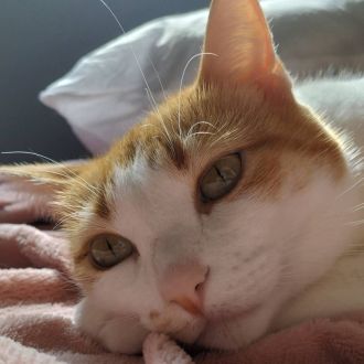 Ana 🐈🐈‍⬛ - Pet Sitting e Pet Walking - Setúbal