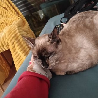 Catarina Moreira - Ironing Services - Alverca do Ribatejo e Sobralinho