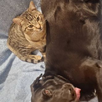 A tia dos animais - Babysitting - Silves