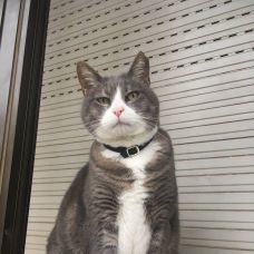 Pet_sitting_com_muito_amor - Cat Sitting - Alfragide