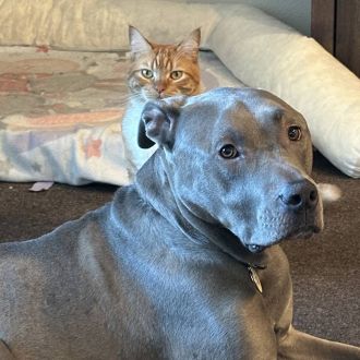 ProAction - Hotel e Creche para Animais - Braga