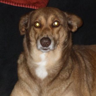 Petsitter - Pet Sitting e Pet Walking - Fafe