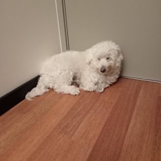 Suzette - Babysitting - Alenquer
