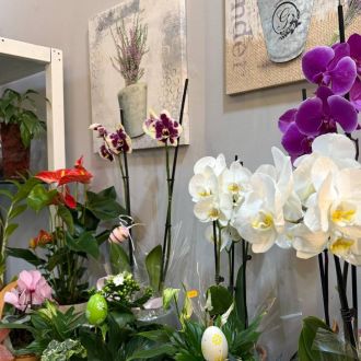 Casa e flor - Floristas - Paredes