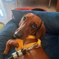 madu - Pet Sitting - Amora