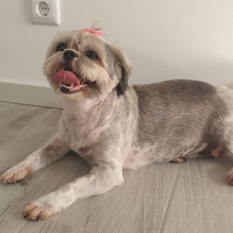 Maria Rufino - Pet Sitting e Pet Walking - Matosinhos