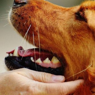 Dog Walker e domicilio -Se está à procura do melhor amigo do seu cão, que o irá acompanhar nas caminhadas diárias, fazer companhia, enquanto está pres - Cuidados para Animais de Estimação - Matosinhos