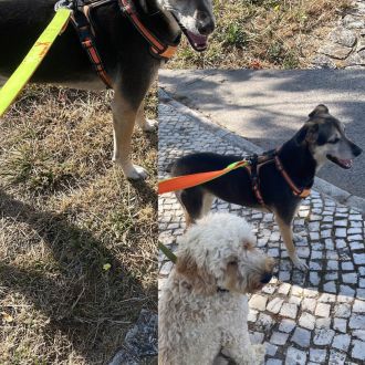 Ines - Pet Sitting e Pet Walking - Loures