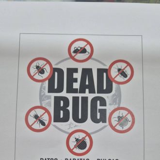 Dead bug - Servicios de control de plagas - Massamá e Monte Abraão
