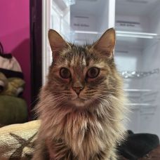 Saídas e cuidados com animais 😻💞🥹 - Cuidados para Animais de Estimação - Moita