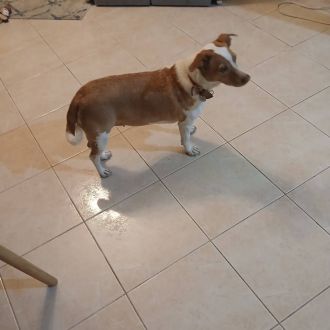 Paula Gameiro - Pet Sitting e Pet Walking - Porto