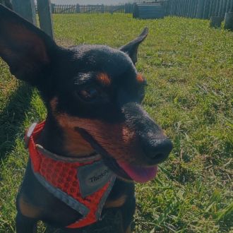 Vilela D. - Instalação ou Reparação de Portões