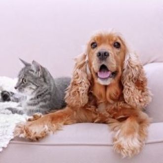 Pet Sitting and Dog Walker - Pet Sitting e Pet Walking - Arruda dos Vinhos