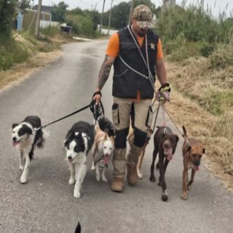 Dog walking e dog trainer - Pet Sitting e Pet Walking - Batalha