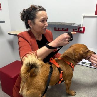 Susy - Cuidados para Animais de Estimação - Porto