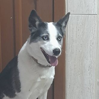 Susan Santos - Modificação de Comportamento Animal - Alhandra, São João dos Montes e Calhandriz