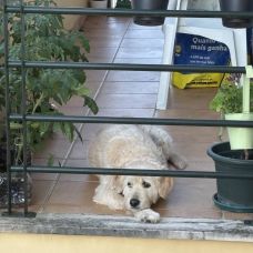 Flávia Carneiro - Pet Sitting e Pet Walking - Azambuja
